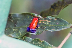 Strawberry Poison-dart Frog [Oophaga pumilio]