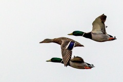 Mallard [Anas platyrhynchos platyrhynchos] 