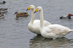 Whooper Swan [Cygnus cygnus] 