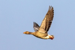 Greylag Goose [Anser anser anser] 