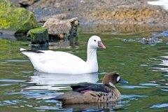 Ross's Goose [Anser rossii] 