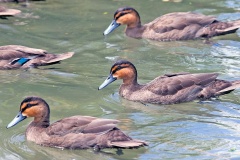 Philippine Duck [Anas luzonica] 