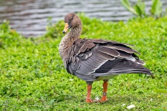 Taiga Bean Goose [Anser fabalis] 