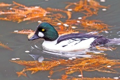 Common Goldeneye [Bucephala clangula clangula]