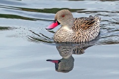 Cape Teal [Anas capensis] 