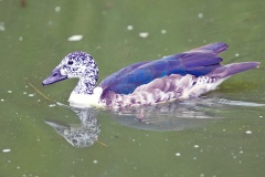 Comb Duck [Sarkidiornis sylvicola]