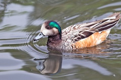 Chiloe Wigeon [Mareca sibilatrix]