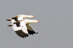 Andean Goose [Chloephaga melanoptera] 