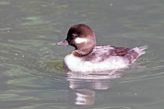 Bufflehead [Bucephala albeola]
