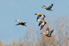 Red Shoveler [Spatula platalea] 