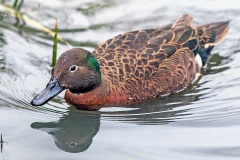Auckland Teal [Anas aucklandica]