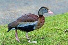 Black-bellied Whistling Duck [Dendrocygna autumnalis]