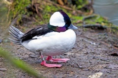 Bufflehead [Bucephala albeola]