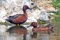Cinnamon Teal [Spatula cyanoptera cyanoptera] 