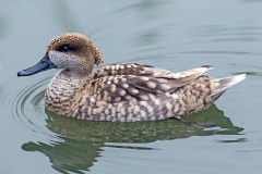 Marbled Duck [Marmaronetta angustirostris] 