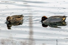 Eurasian Teal [Anas crecca]