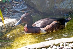 Baer's Pochard [Aythya baeri] 