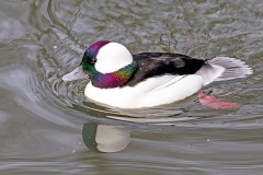Bufflehead [Bucephala albeola]