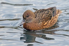 Falcated Duck [Mareca falcata] 