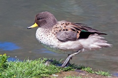 Yellow-billed Teal [Anas flavirostris oxyptera]