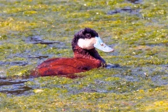 Ruddy Duck [Oxyura jamaicensis]
