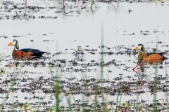 African Pygmy Goose [Nettapus auritus]