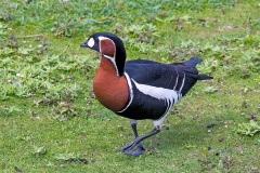 Red-breasted Goose [Branta ruficollis]
