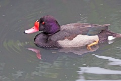 Rosy-billed Pochard [Netta peposaca]