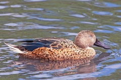 Red Shoveler [Spatula platalea]