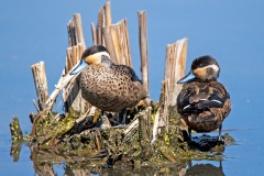 Blue-billed Teal [Spatula hottentota]
