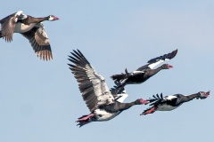 Spur-winged Goose [Plectropterus gambensis niger]