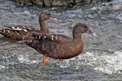 African Black Duck [Anas sparsa]