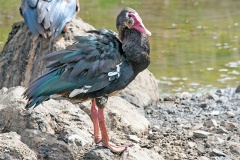 Spur-winged Goose [Plectropterus gambensis niger]