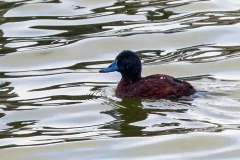 Lake Duck [Oxyura vittata]