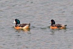 Chiloe Wigeon [Mareca sibilatrix] 