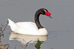Black-necked Swan [Cygnus melancoryphus]