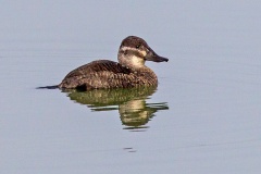 Lake Duck [Oxyura vittata]
