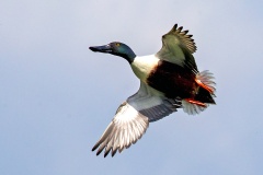 Northern Shoveler [Spatula clypeata] 