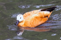 RudRuddy Shelduck [Tadorna ferruginea] 