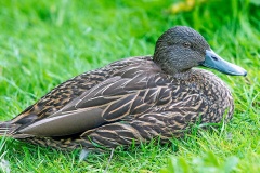 Meller's Duck [Anas melleri] 