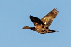 Muscovy Duck [Cairina moschata]