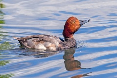 Redhead [Aythya americana] 