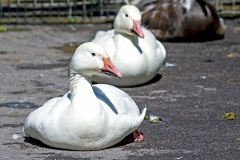 Snow Goose [Anser caerulescens]