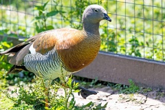 Ashy-headed Goose [Chloephaga poliocephala] 