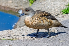Crested Duck [Lophonetta specularioides] 