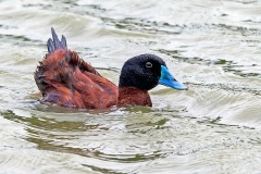 Maccoa Duck [Oxyura maccoa]