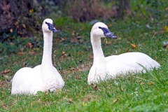 Trumpeter Swan [Cygnus buccinator] 