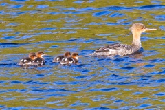 Common Merganser [Mergus merganser merganser]