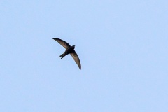 Common Swift [Apus apus apus] 