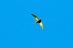 African Black Swift [Apus barbatus barbatus] 